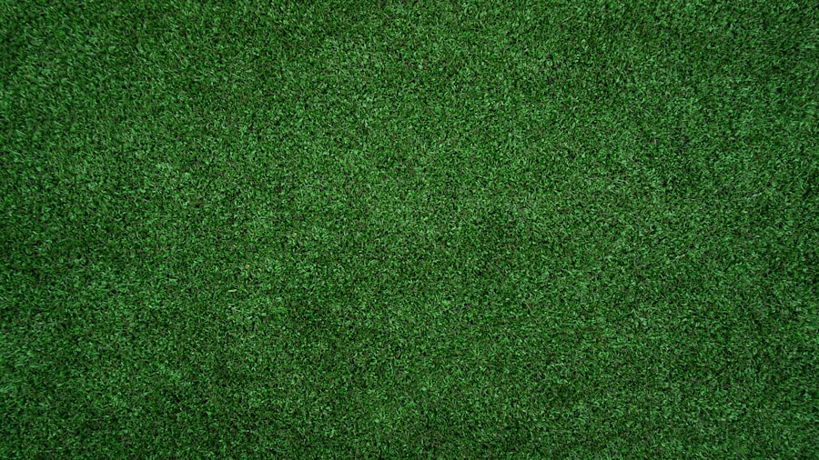 Close-up top view of a healthy green lawn showing the correct grass blade length