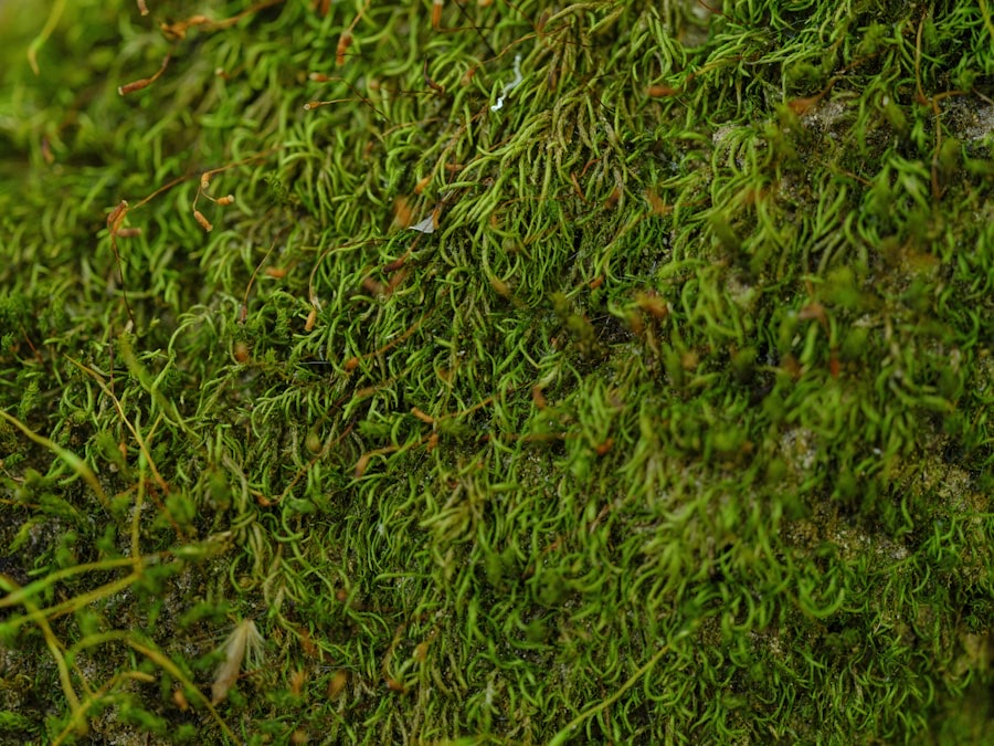 Close-up of green moss spreading across a lawn surface, a common garden problem in Cheltenham